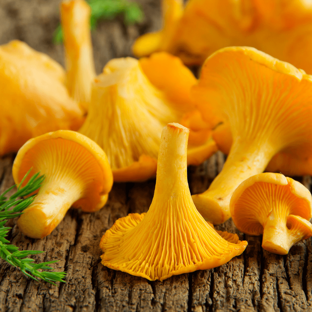 VegNews.ChanterelleMushrooms.Canva