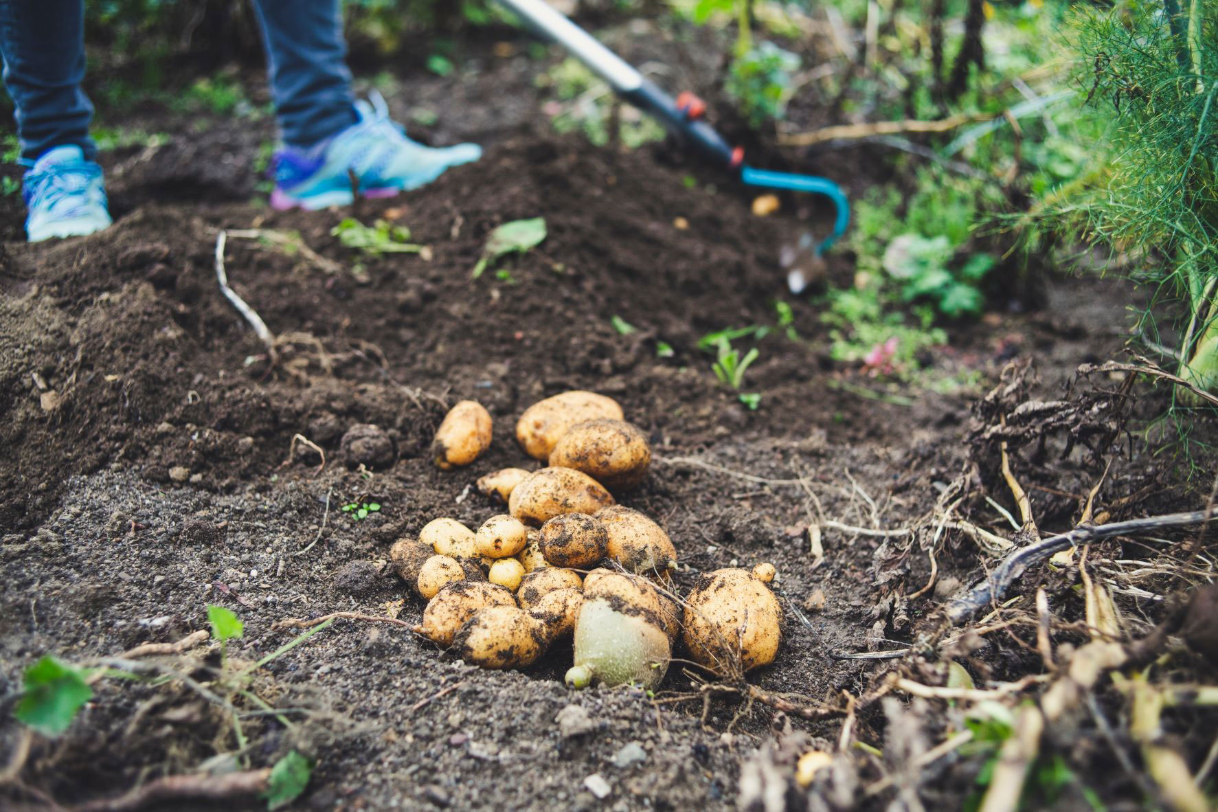 VegNews.Potatoes.MarkusSpiske