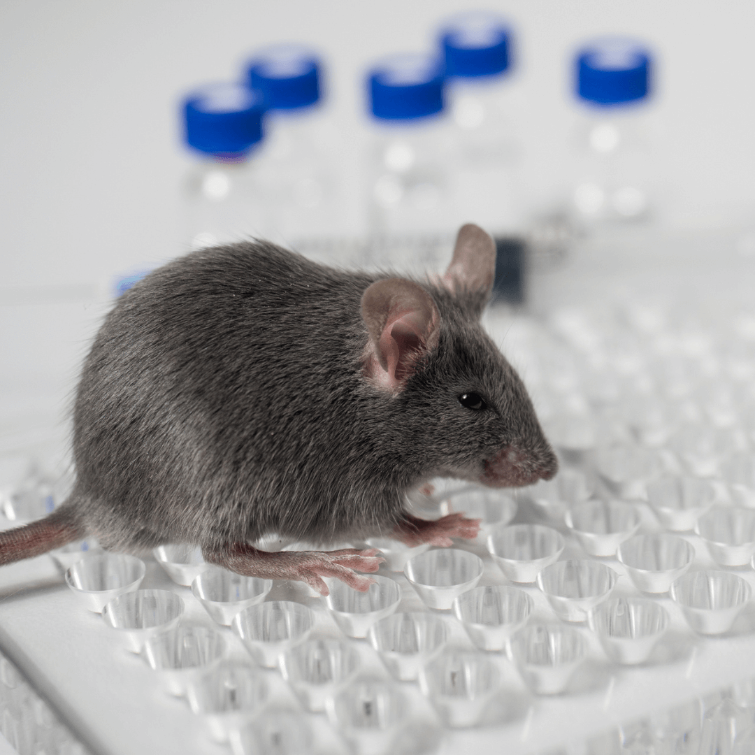 Should Animal Testing End for Health Studies? 800 Experts