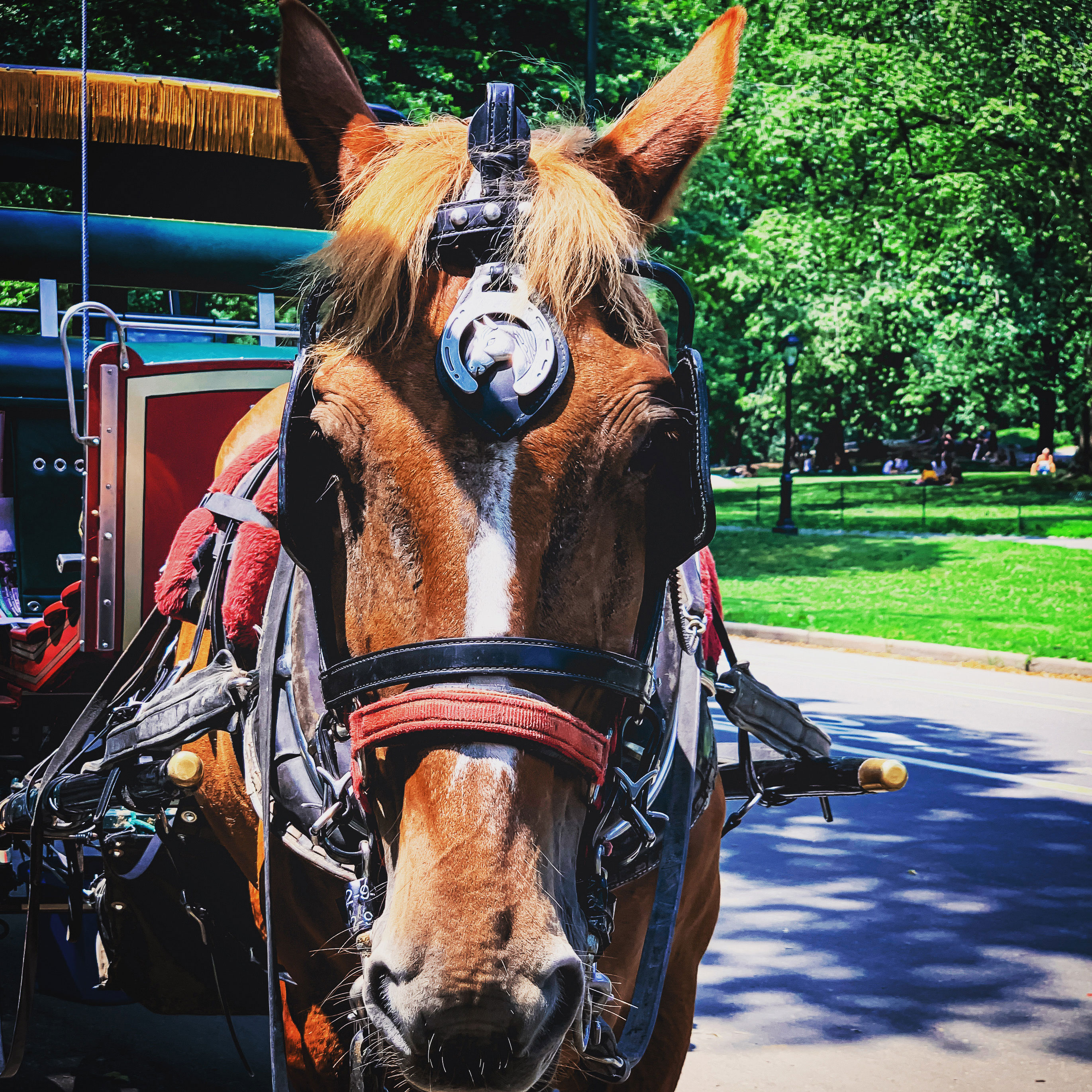 NYC launches new campaign to outlaw horse-drawn carriages as inhumane