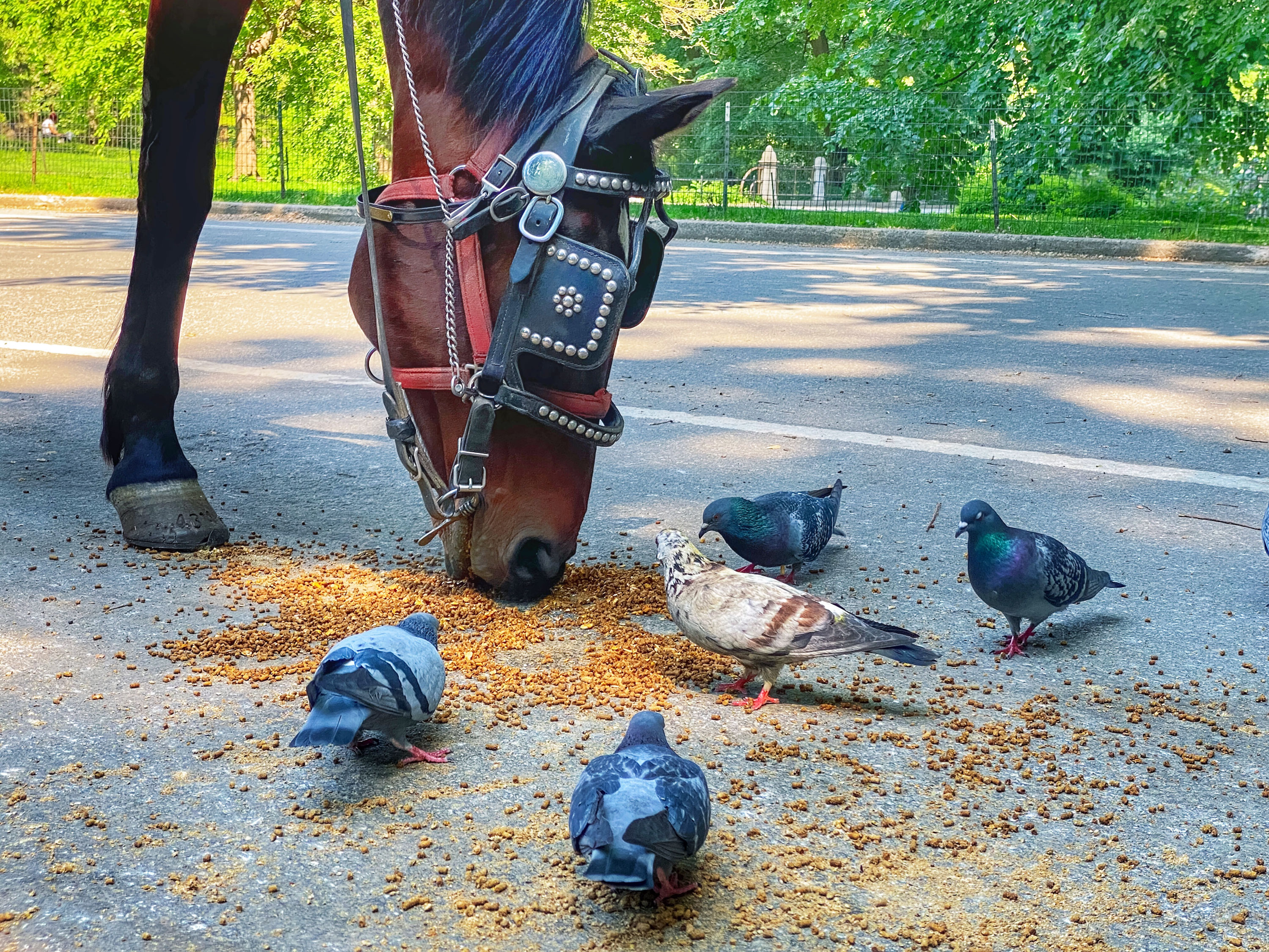 VegNews.HorseCentralPark.iStock