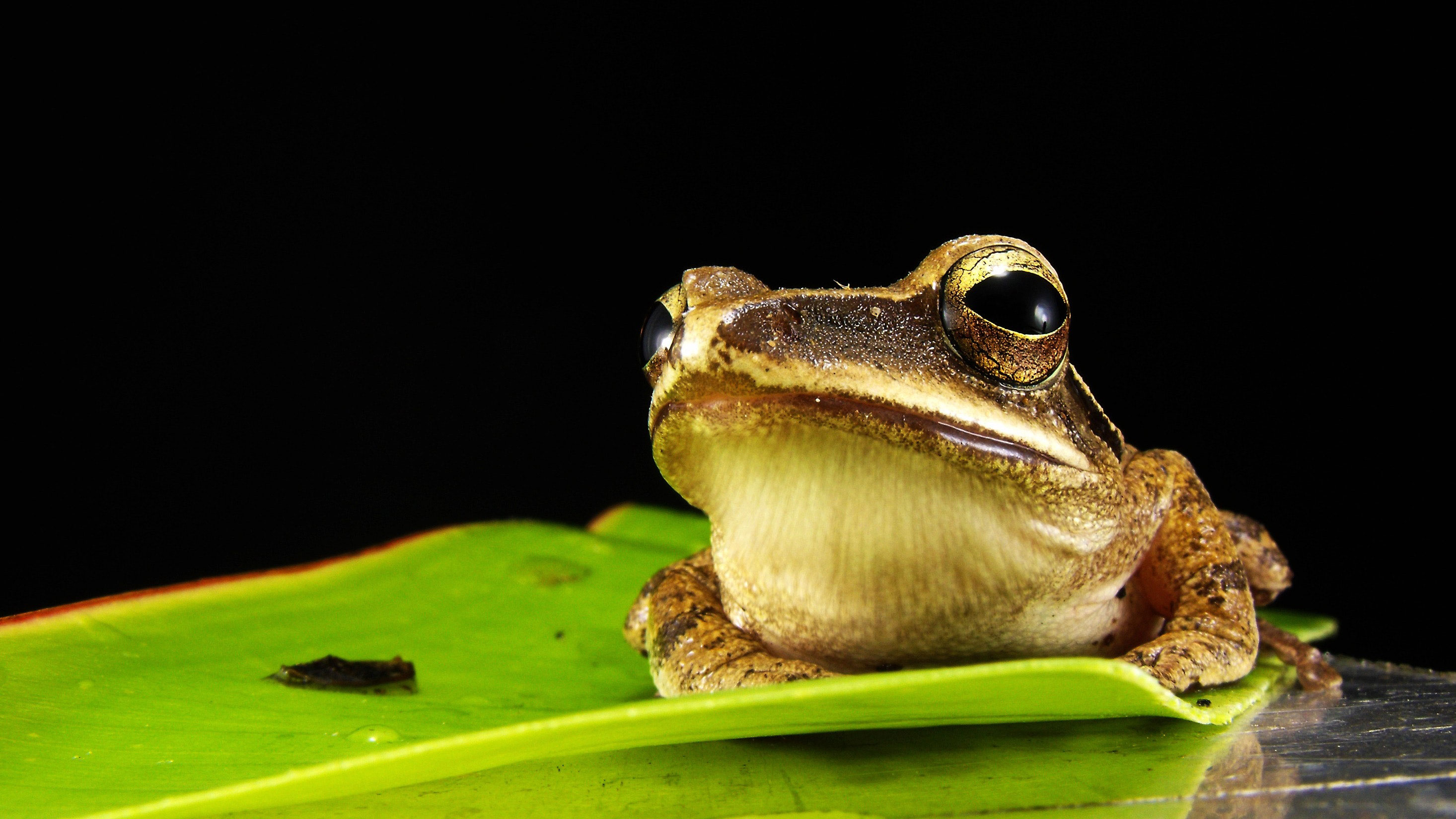 VegNews.Frog1.Pexels