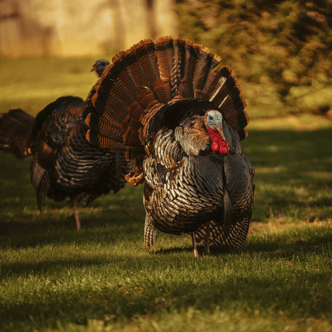 VegNews.Turkey.TylerDonaghy.Unsplash