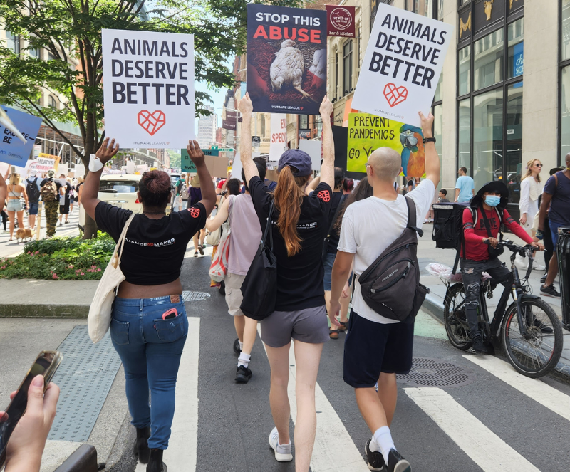 vegnews.TheHumaneLeague