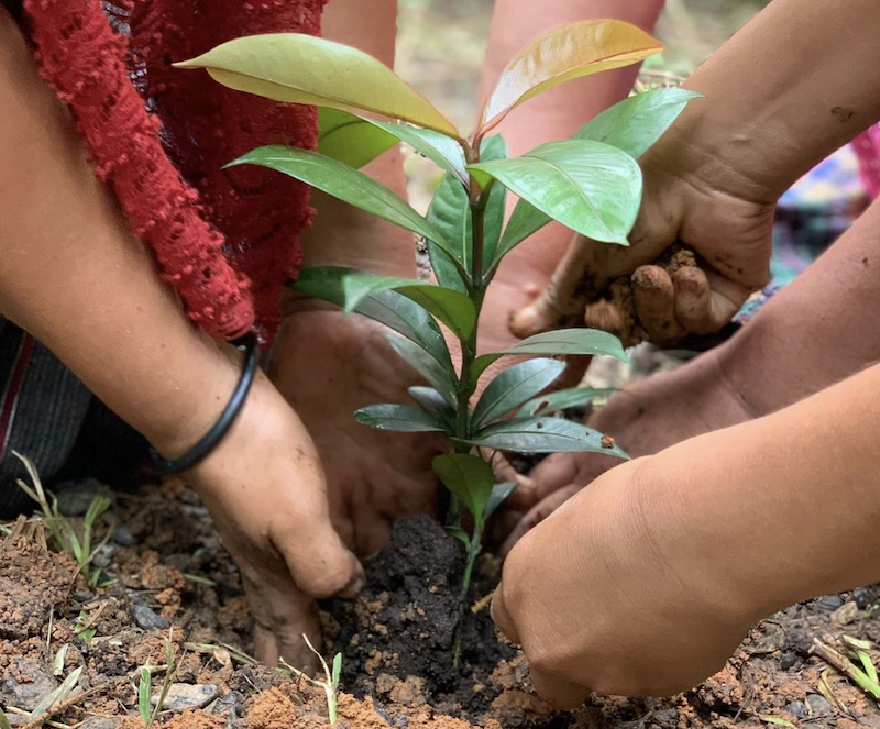 vegnews.fruittreeplantingfoundation