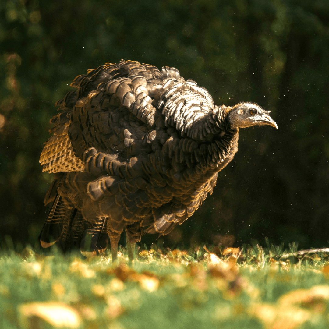 VegNews.TurkeyMarkOlsen.Unsplash