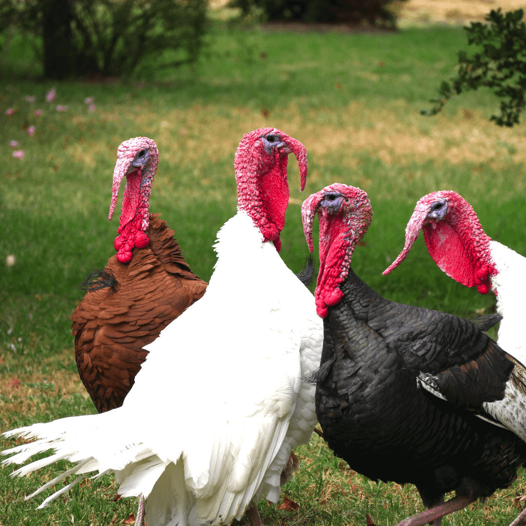 12 Wonderful Turkey Facts That Will Make Your Thanksgiving a Vegan One |  VegNews