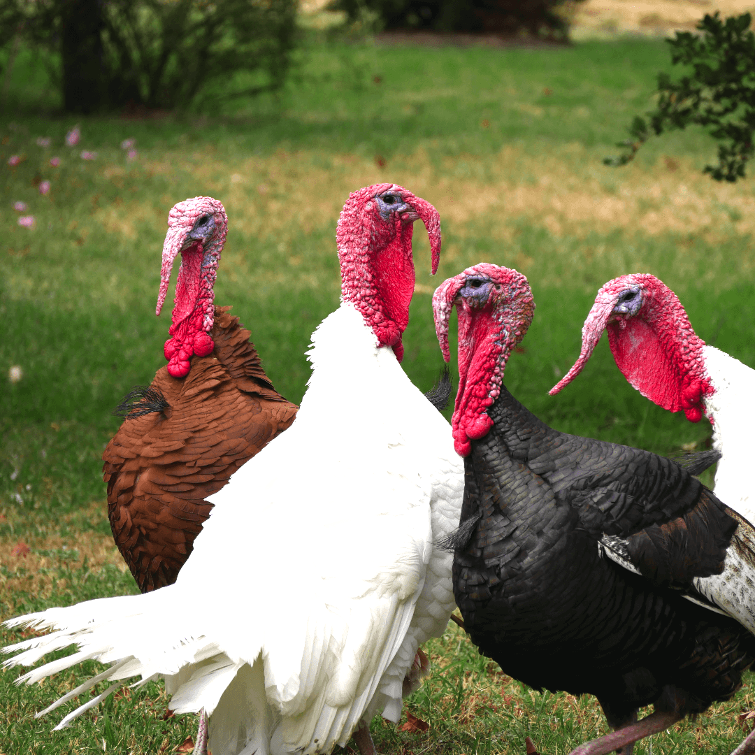 VegNews.TurkeyMikkelBergmann.Unsplash