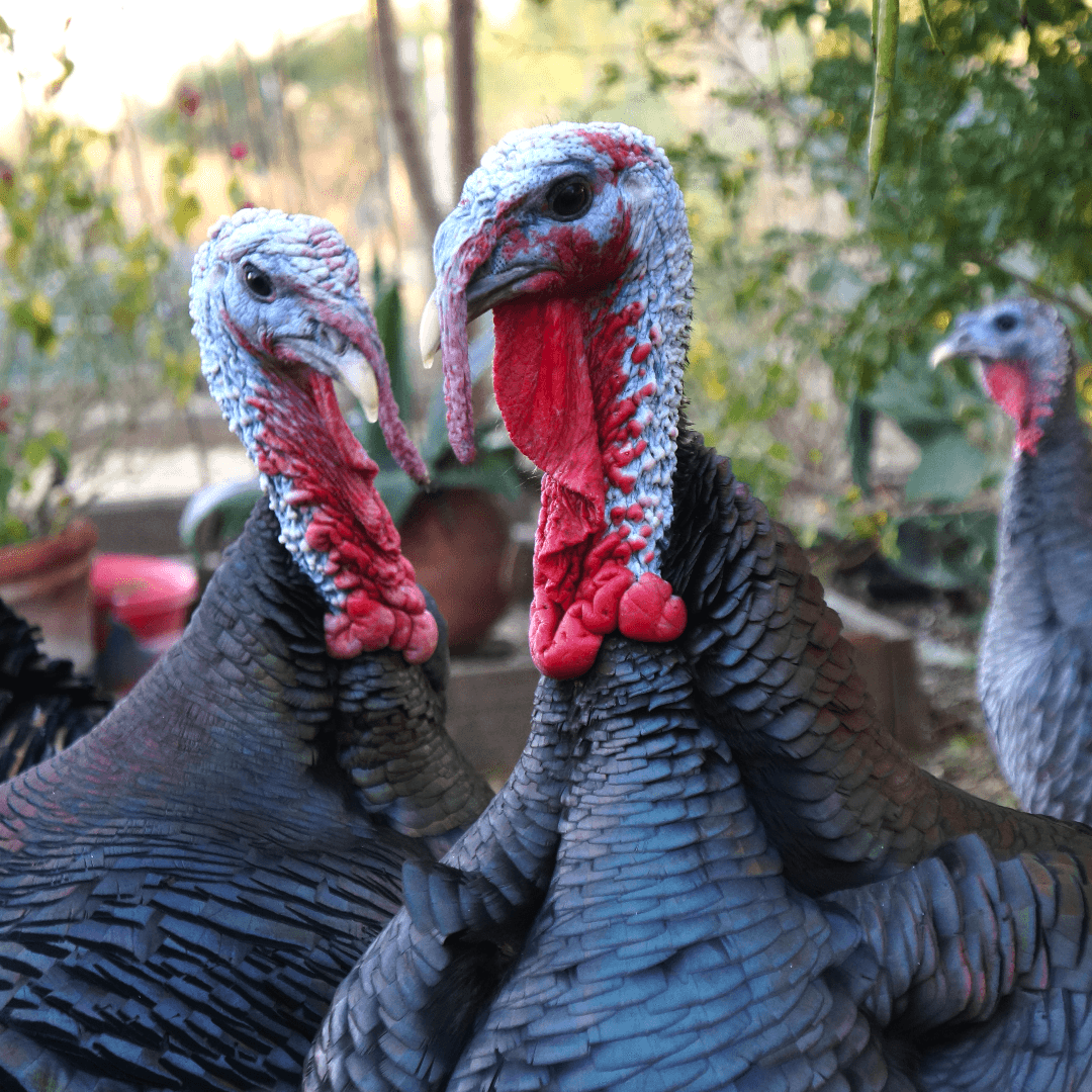 VegNews.Turkey.RuthCaron.Unsplash