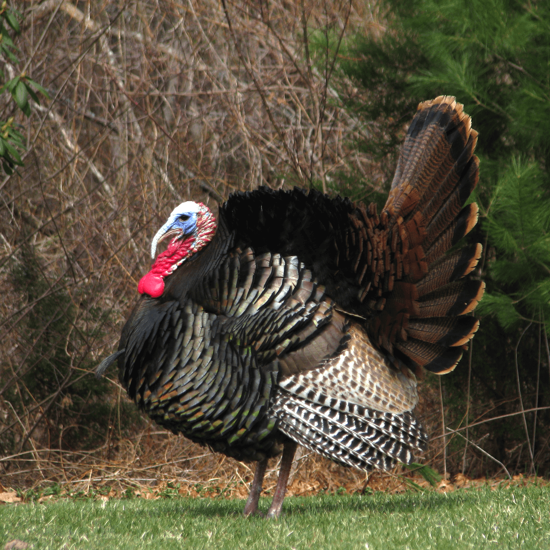 VegNews.Turkey.SuzyBrooks.Unsplash