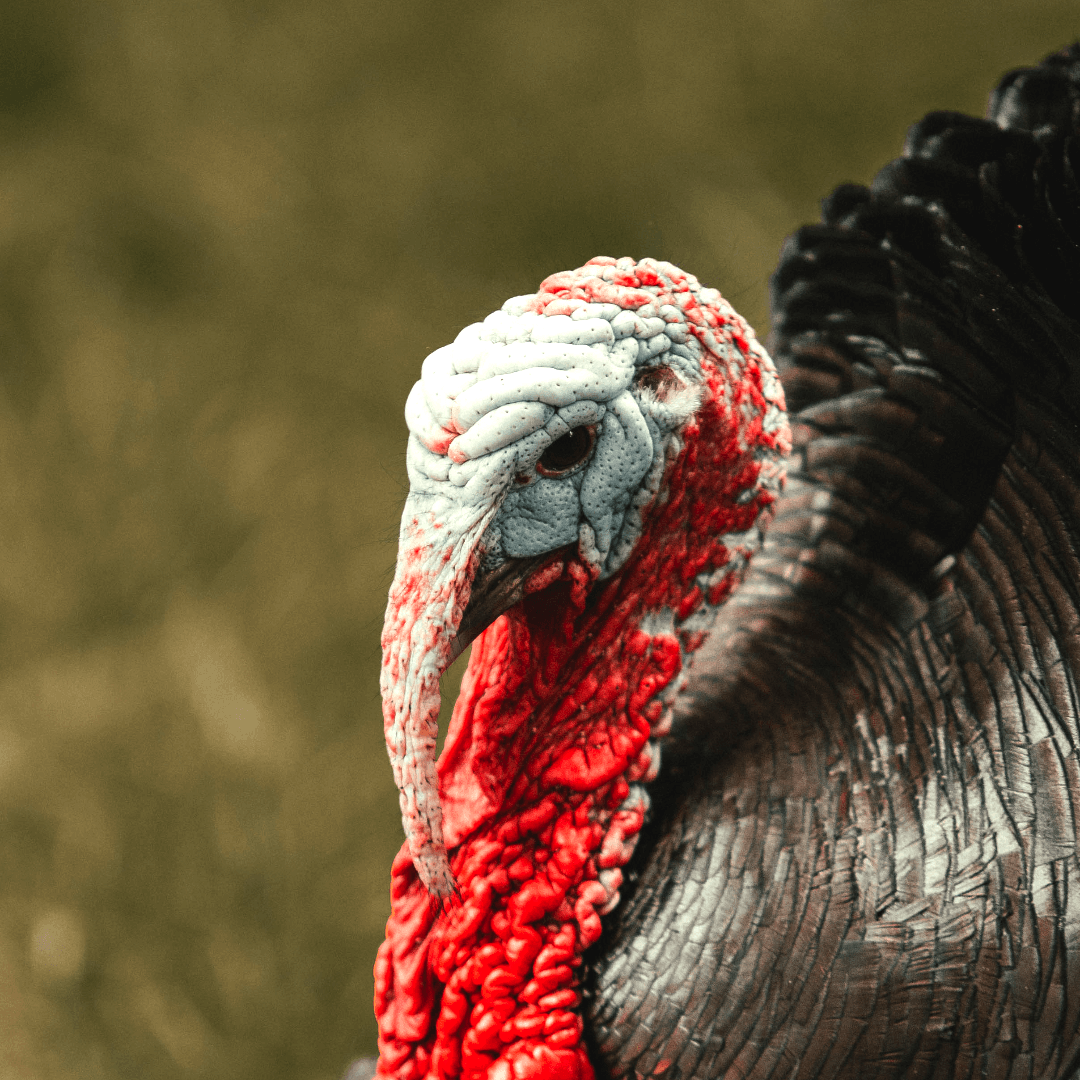 VegNews.Turkey.JonathanCooper.Unsplash