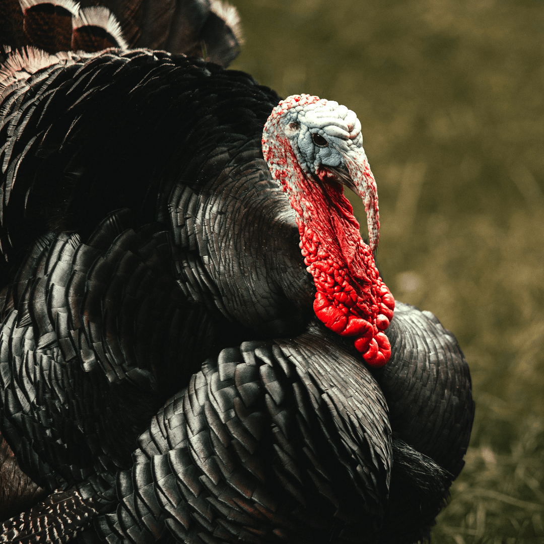 VegNews.Turkey1JonathanCooper.Unsplash