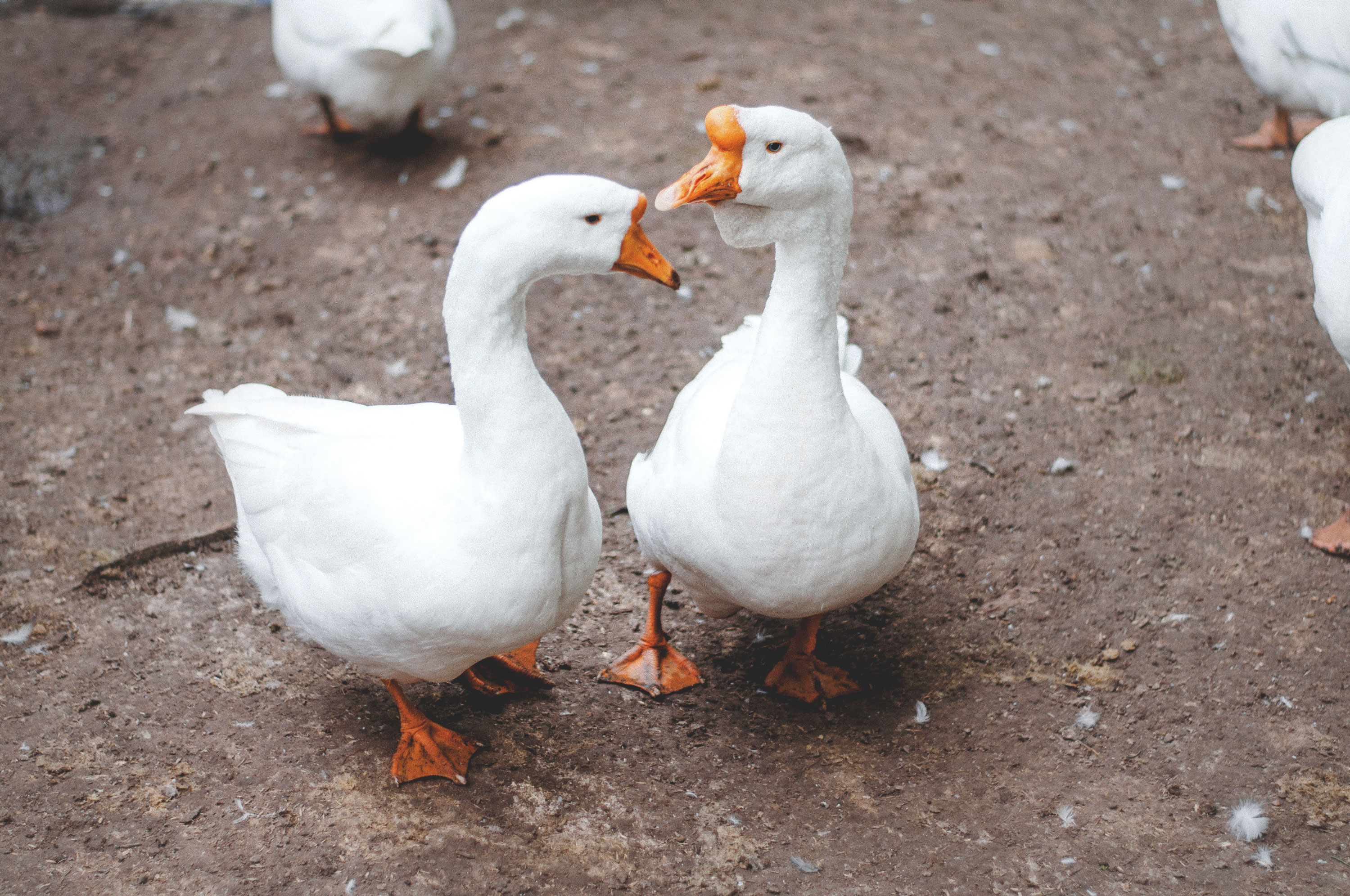 VegNews.Geese.Pexels