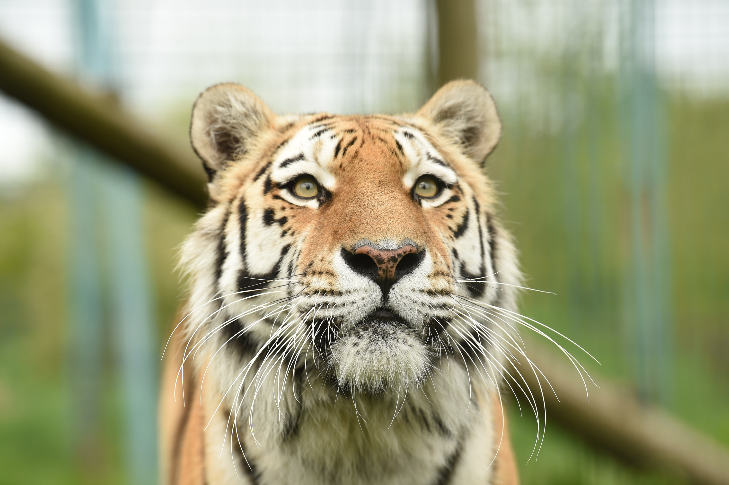 Will Newly Passed “Tiger King” Bill Protect Cubs at Zoos? Carole Baskin  Weighs In. | VegNews