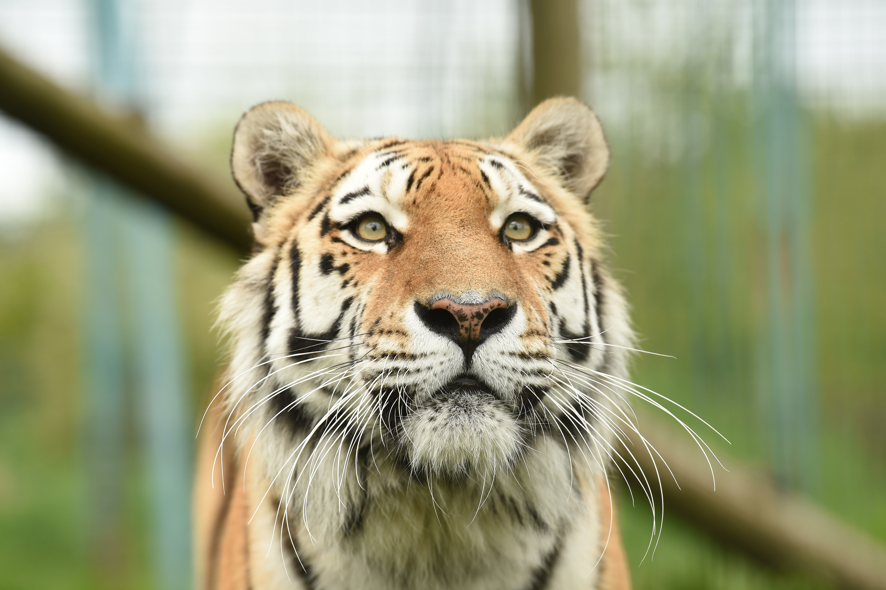 Will Newly Passed "Tiger King" Bill Protect Cubs at Zoos? Carole Baskin Weighs In.