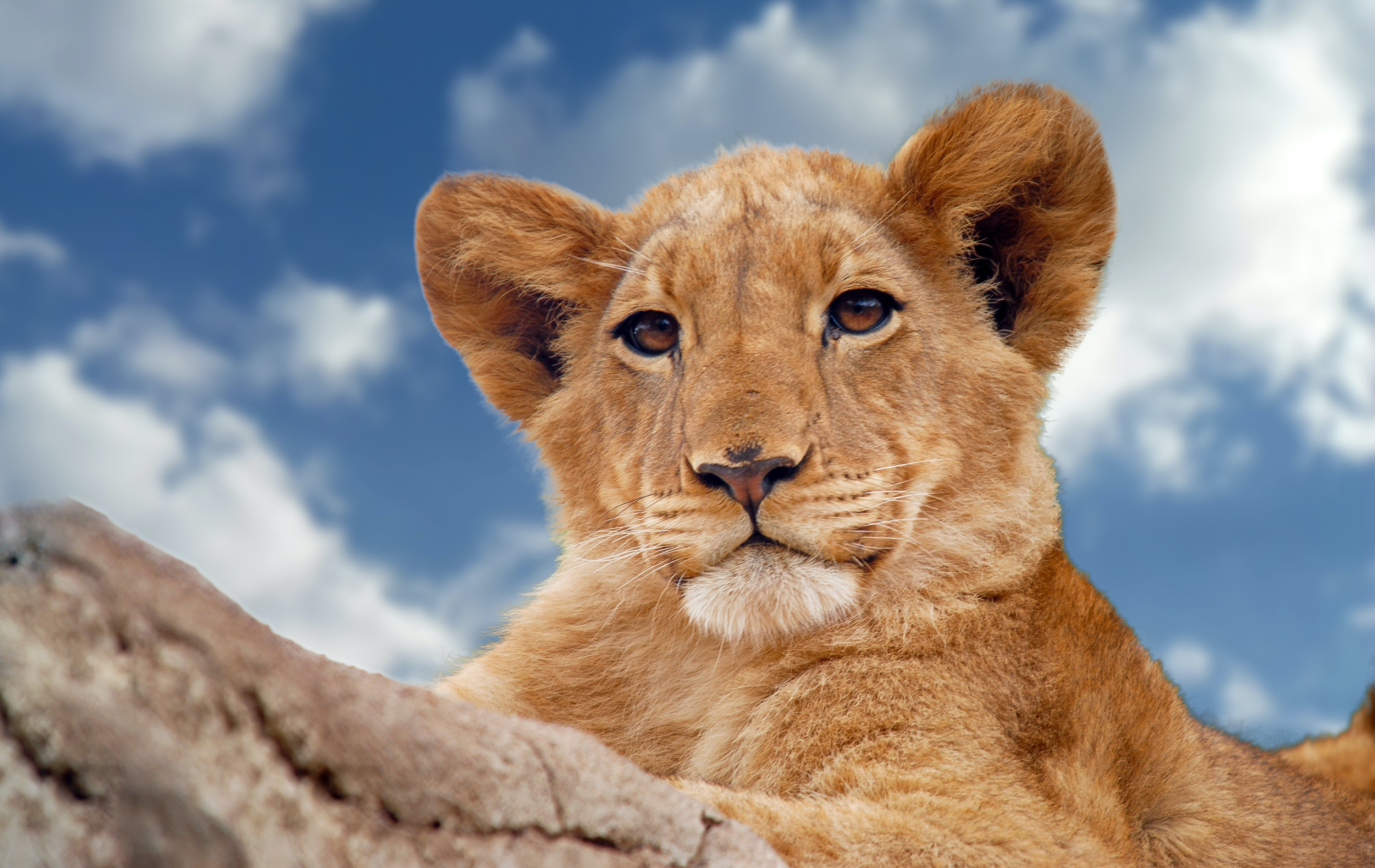 VegNews.LionCub1.Pexels