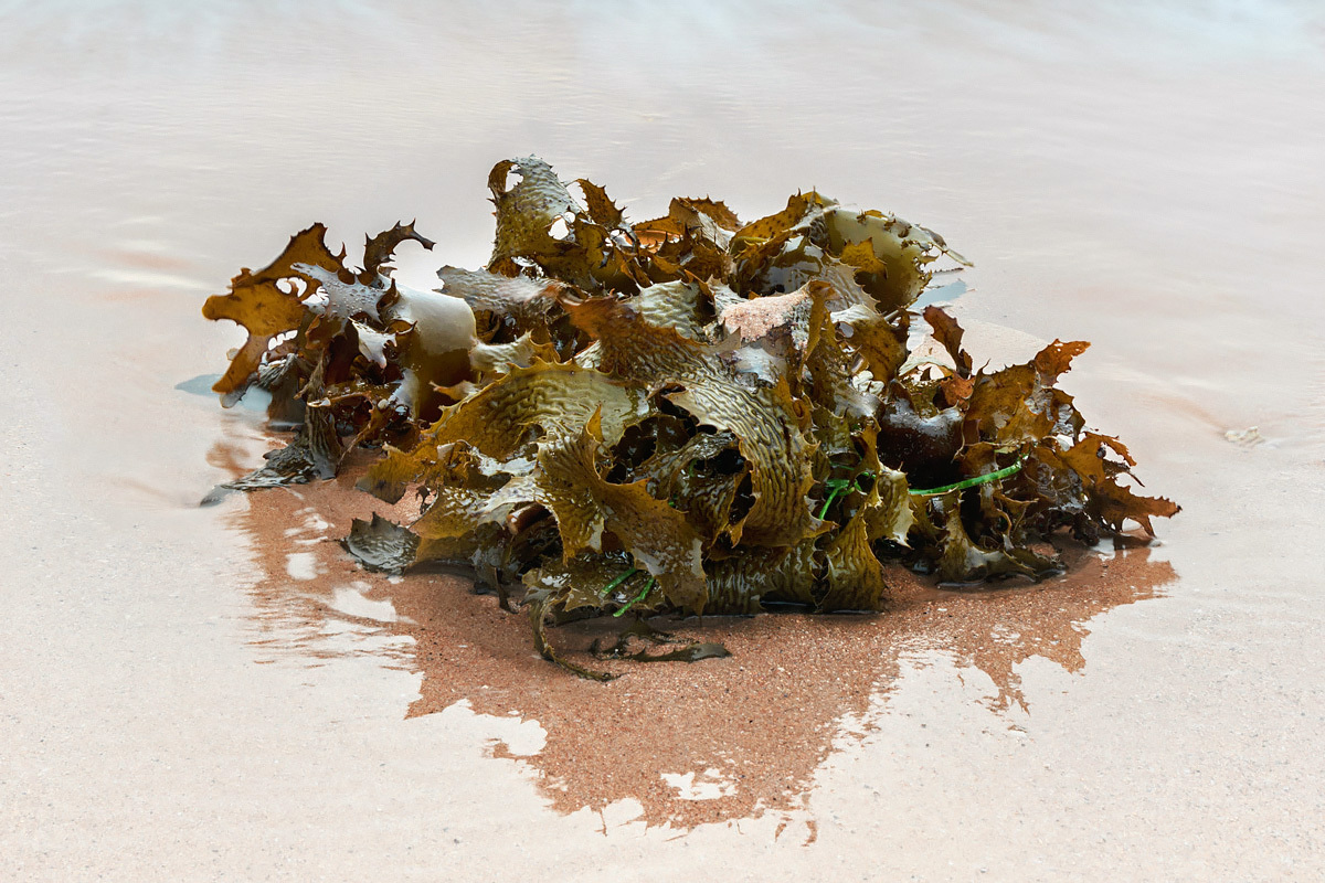 3-Seaweed.RosieSteggles.Unsplash