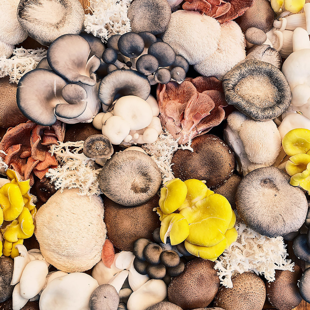 1-FoodTrends.mushrooms.AshleighShea.Unsplash