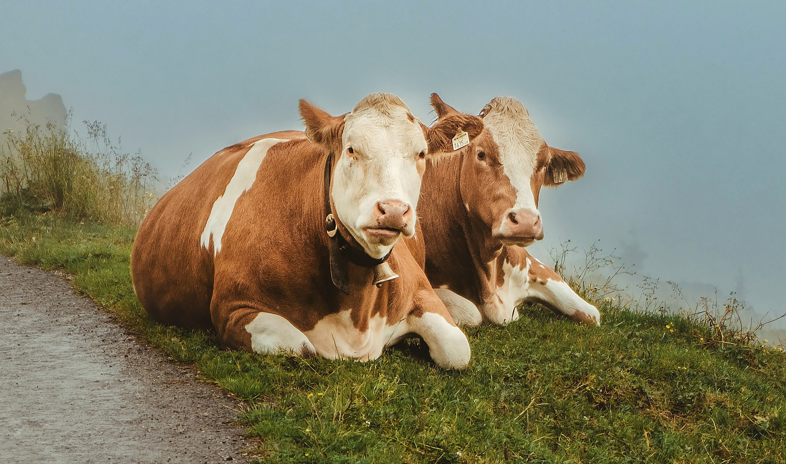 VegNews.CowsBestFriends.MariaTeneva.Unsplash