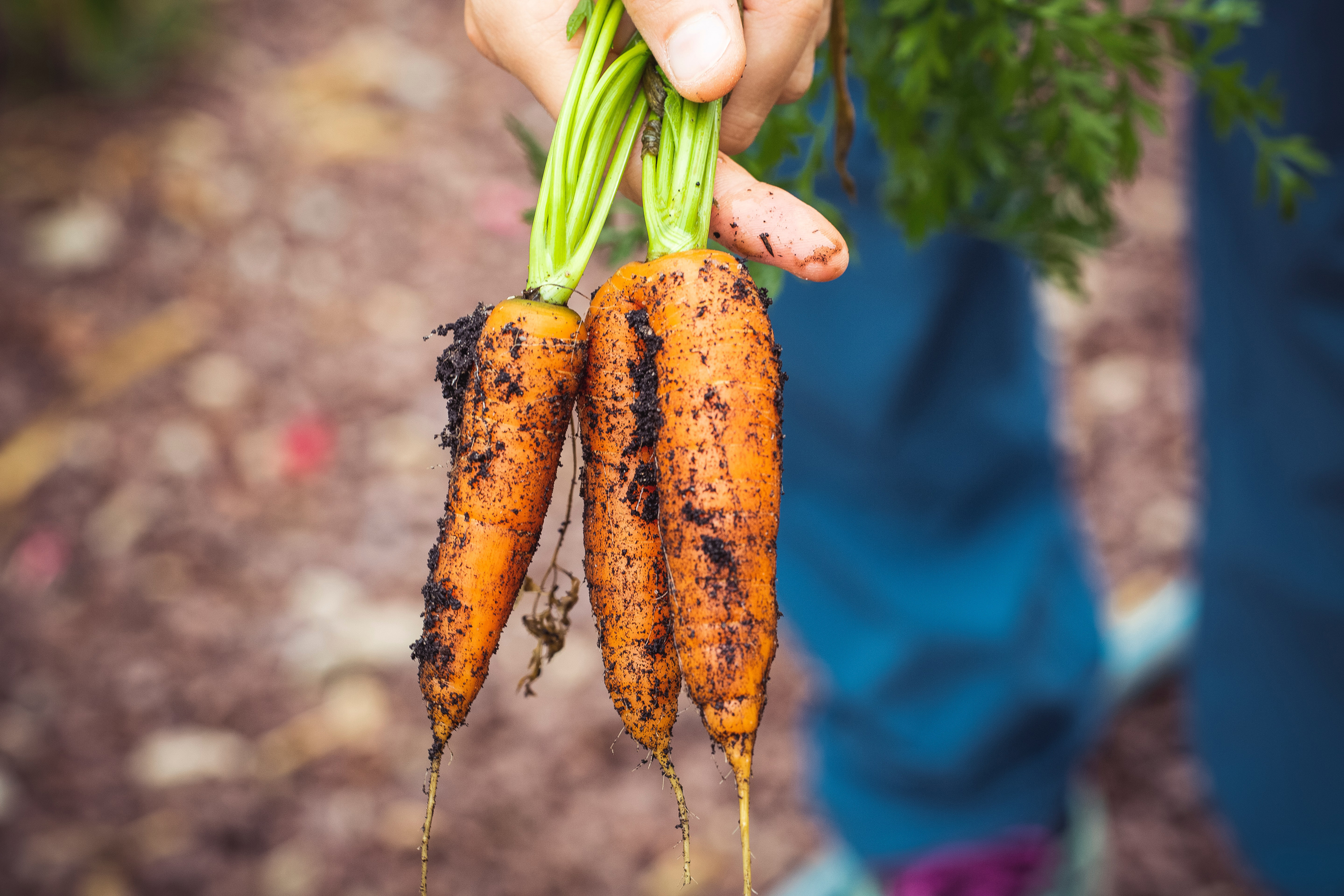 VegNews.GermanyCarrots.Unsplash