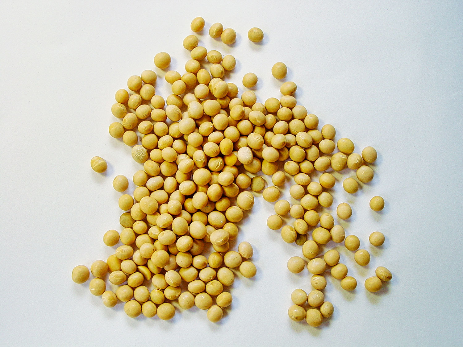 VegNews.Soybeans.Unsplash