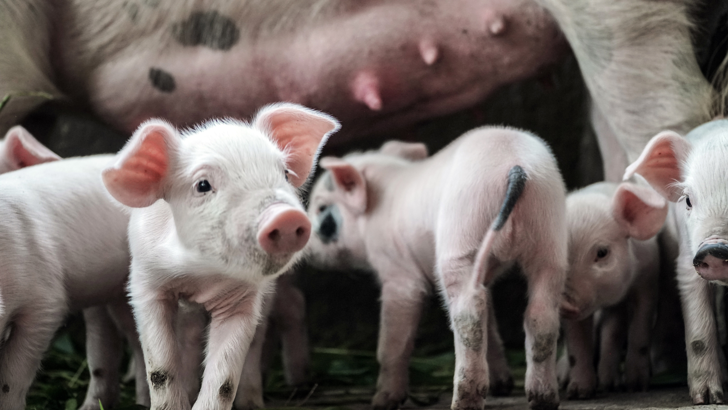 VegNews.Piglets.Unsplash