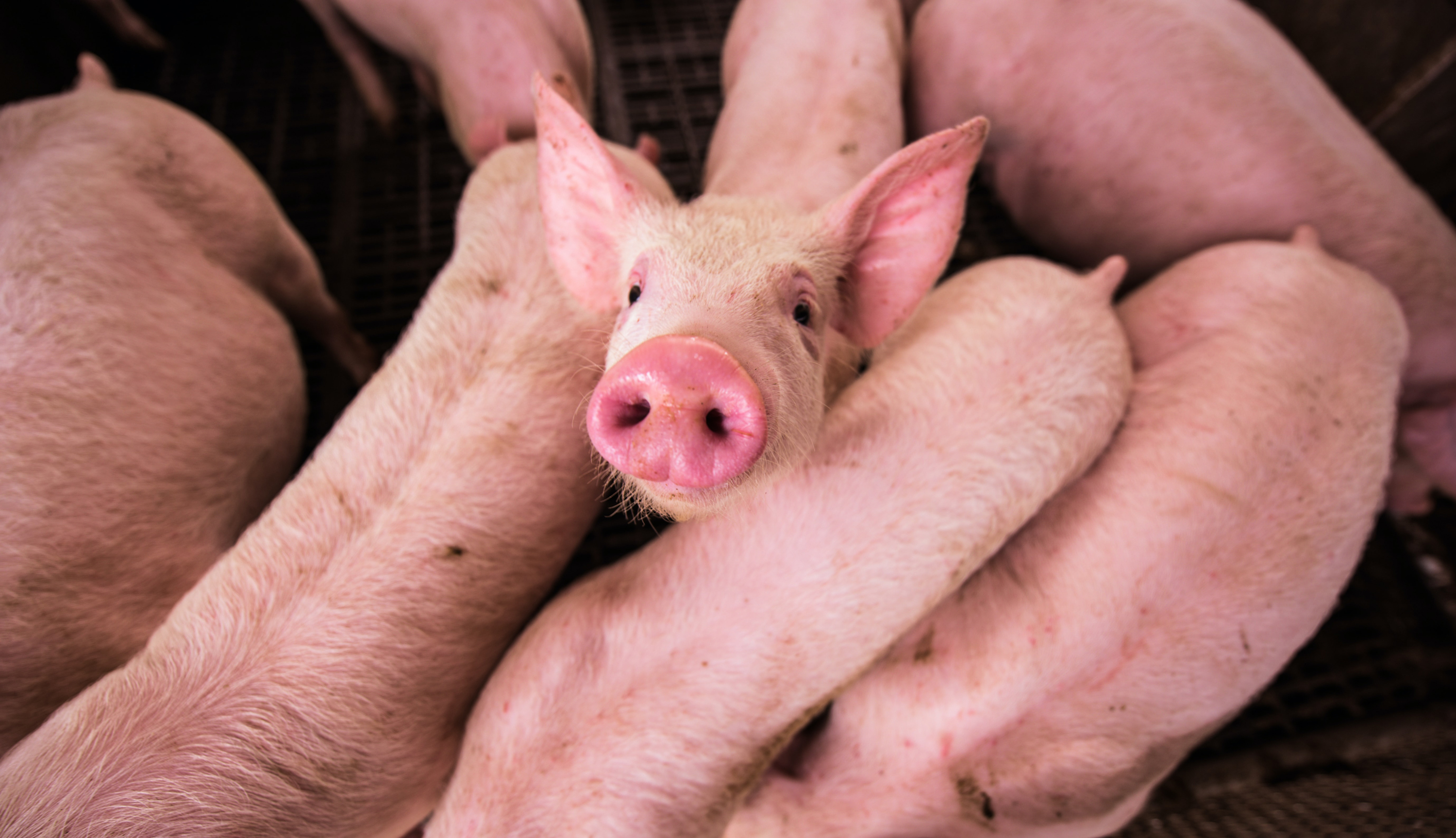 VegNews.PigletsFactoryFarm.Unsplash