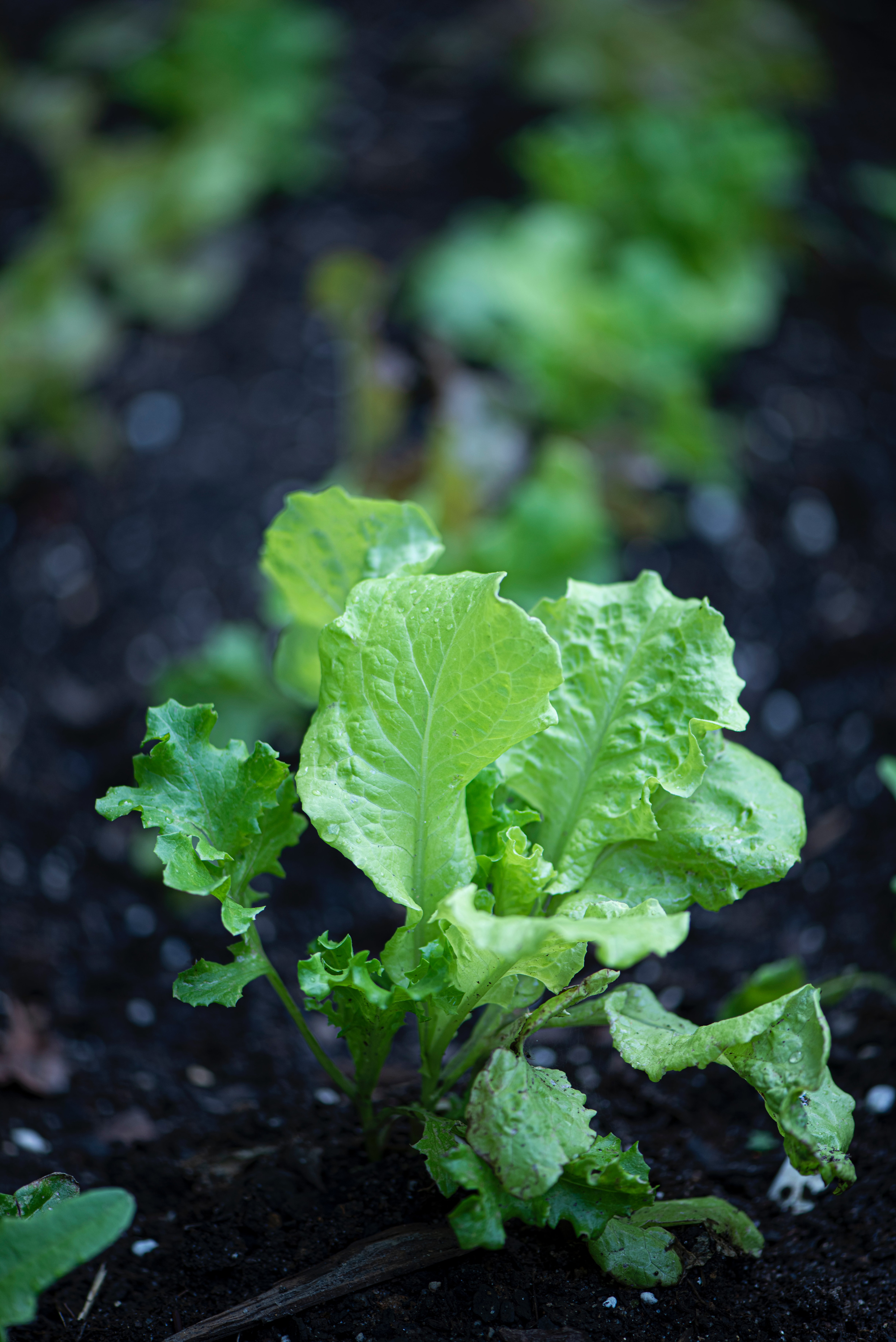 VegNews.Lettuce.Unsplash