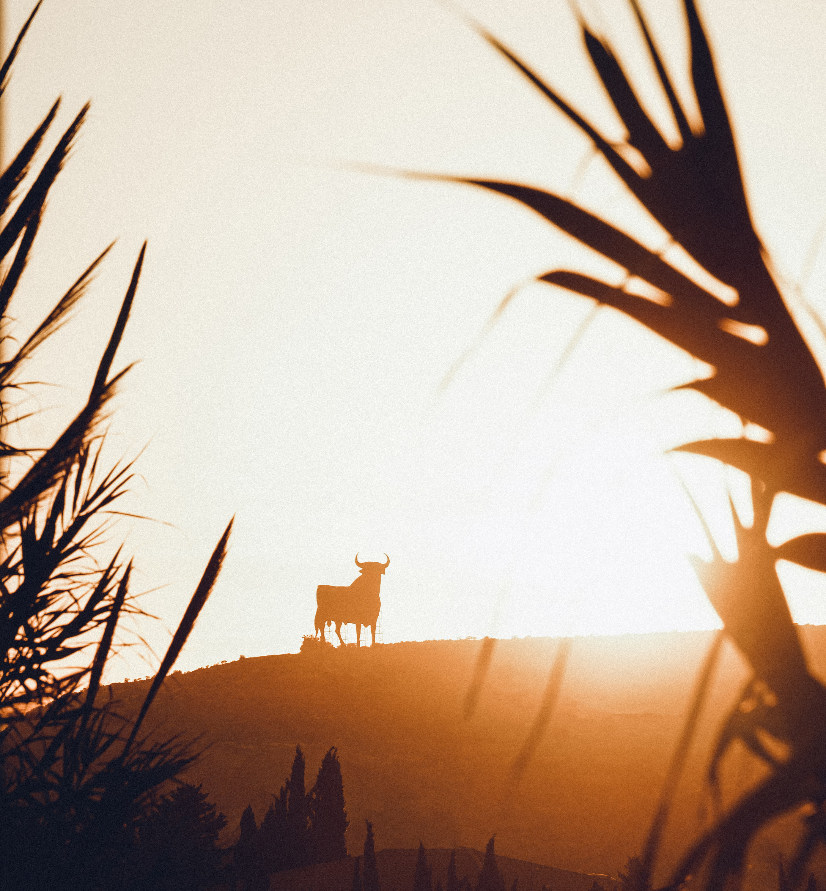 VegNews.BullArt.Unsplash