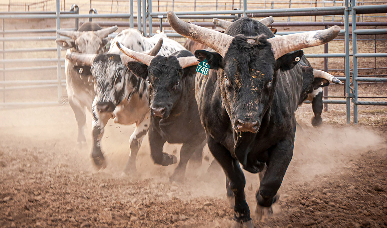 VegNews.BullSanctuaryColumbia.AdobeStock-2