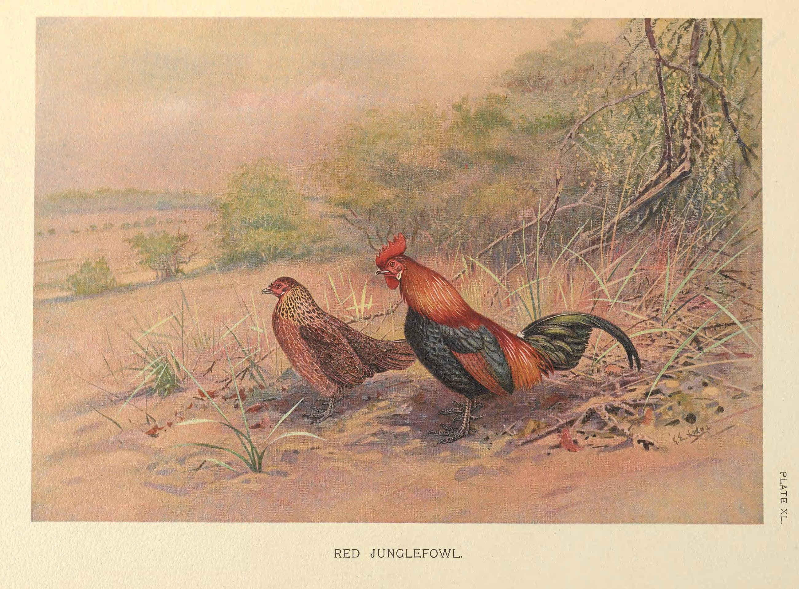 VegNews.RedJunglefowl.GeorgeEdwardLodge.WikimediaCommons