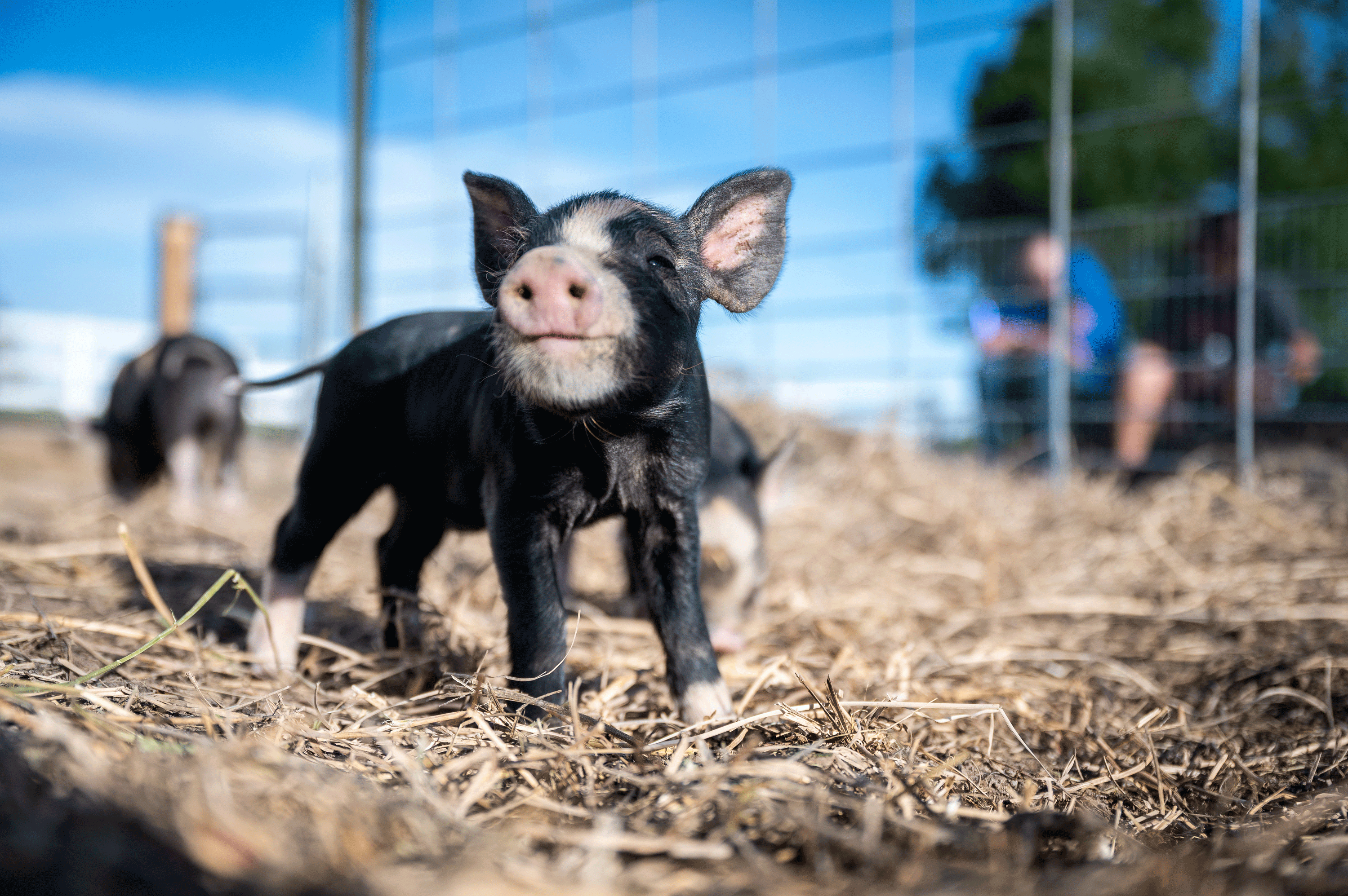 VegNews.Piglets.Pexels.BrettSayles