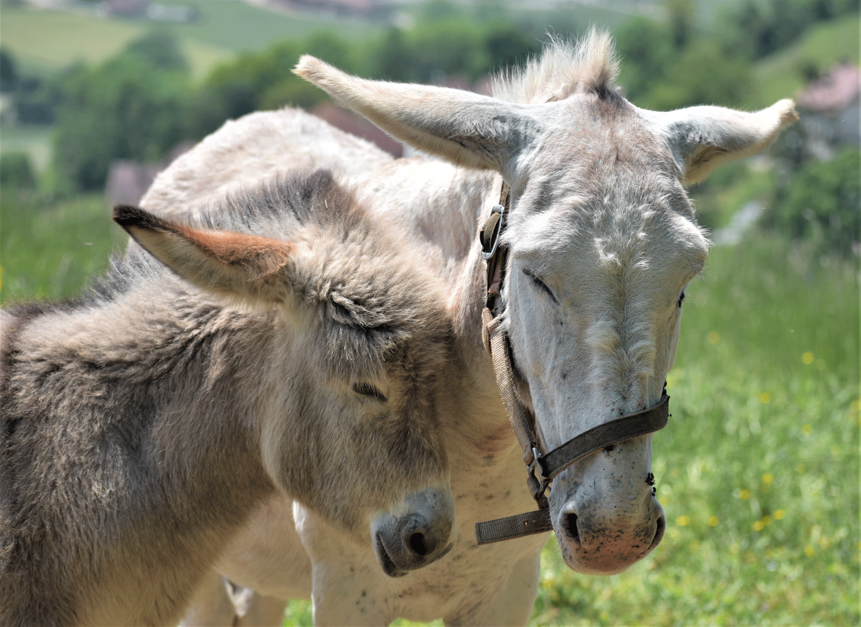 VegNews.Donkeys.DanieleLaRosaMessina.Unsplash