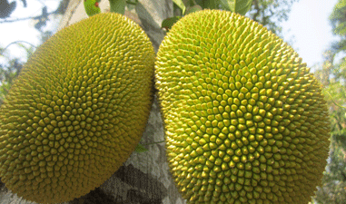 jackfruitontree