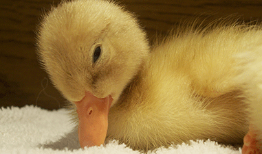 Baby_Duck