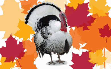 turkey