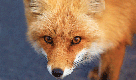 vegnews.fox