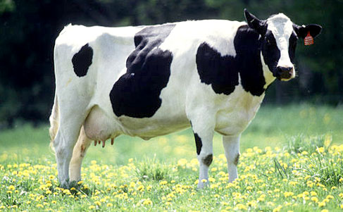 Cow