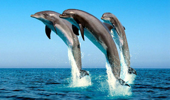 VegNews.SpinnerDolphins