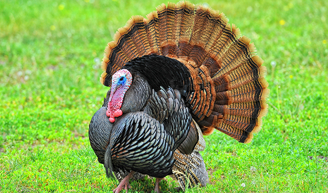 VegNewsWildTurkey