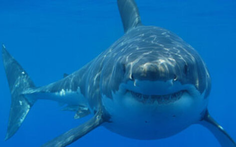 Statewide Shark Fin Ban Goes Into Effect in CA