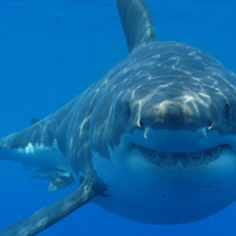 Climate Change Angers Fish