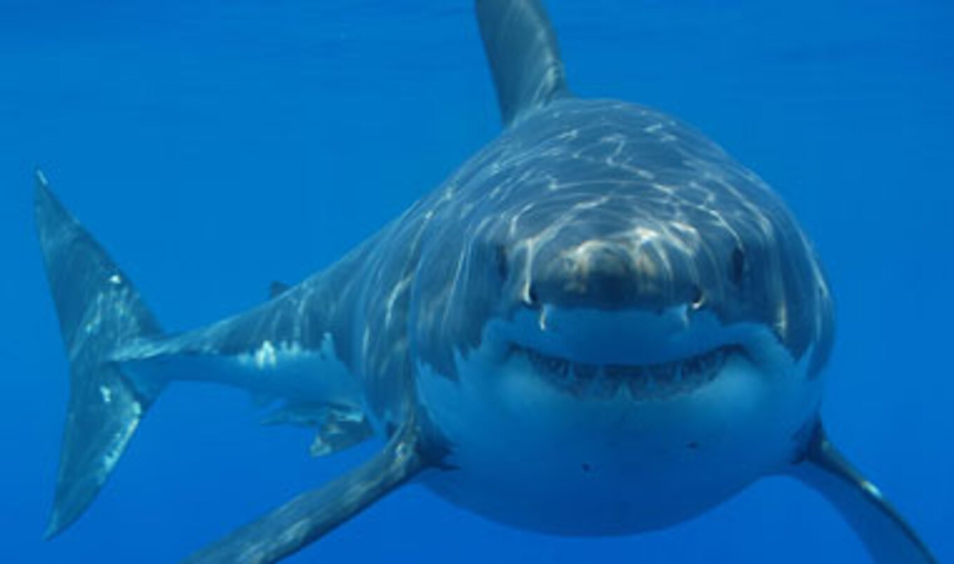 Statewide Shark Fin Ban Goes Into Effect in CA