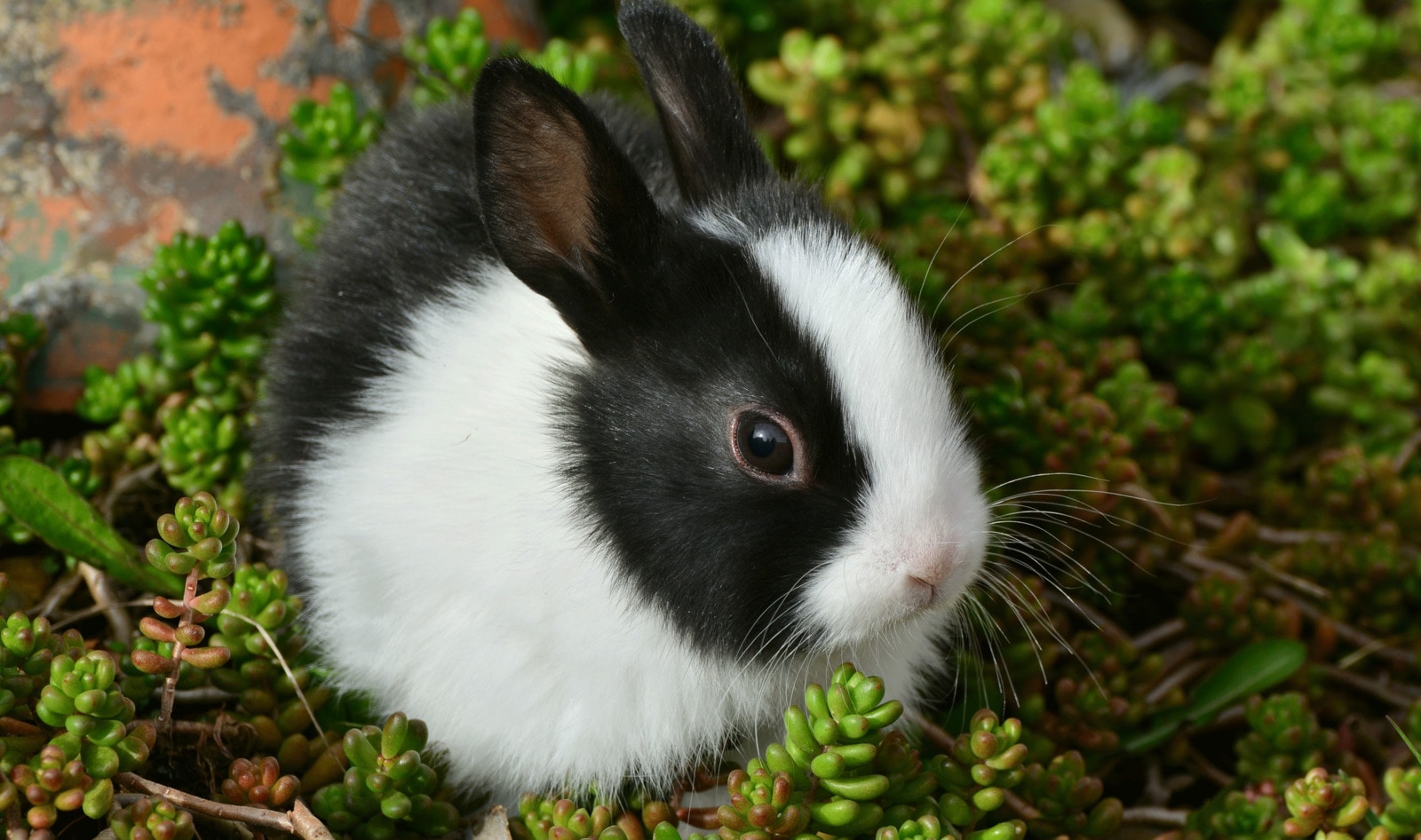 US Could Finally Ban Cosmetic Animal Testing Nationwide&nbsp;