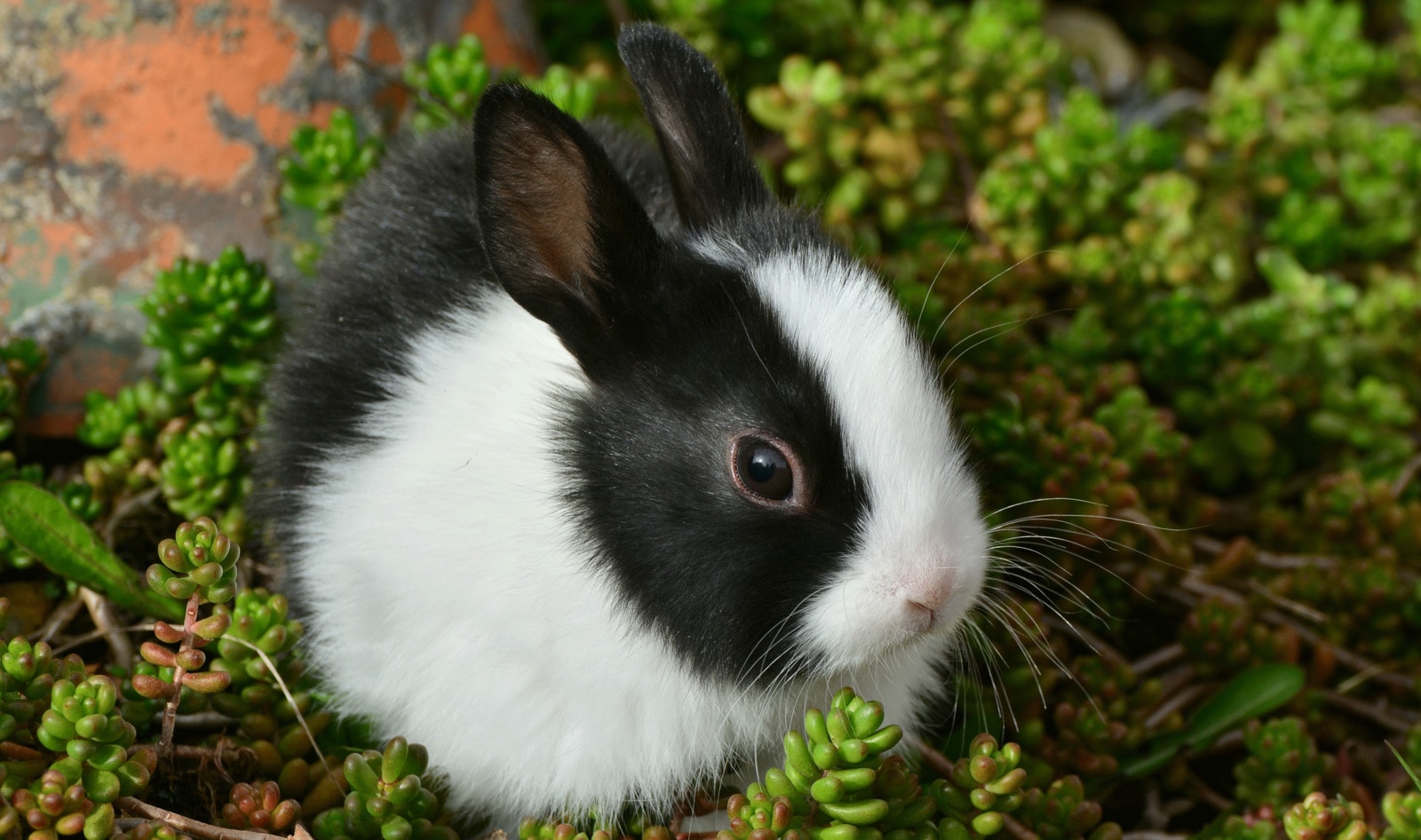 Australia Officially Ends Cosmetic Animal Testing