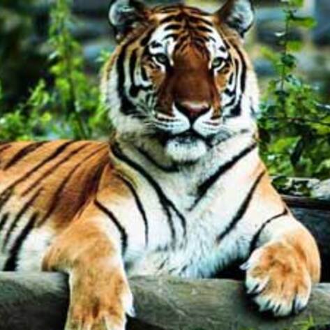 Climate Endangers Species