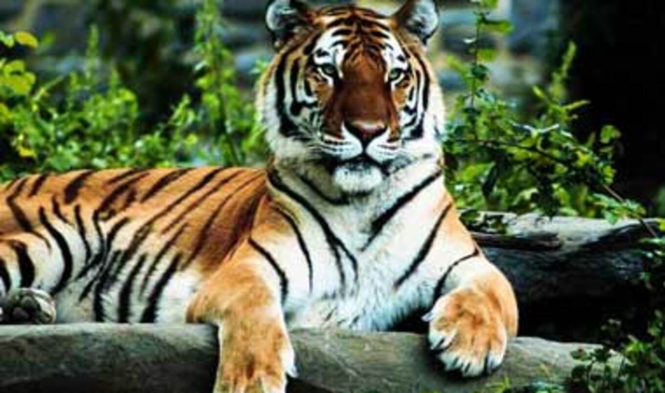 Belgium Approves Bill to Ban Animals in Circuses