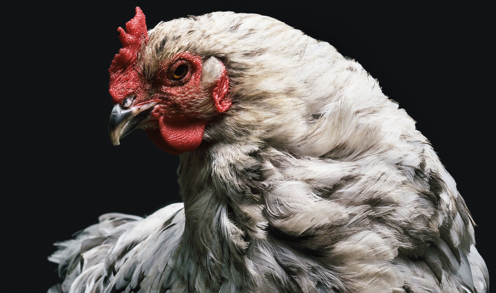 Anonymous Donor Gives Animal-Rights Group $10K to End the Slaughter of Chickens