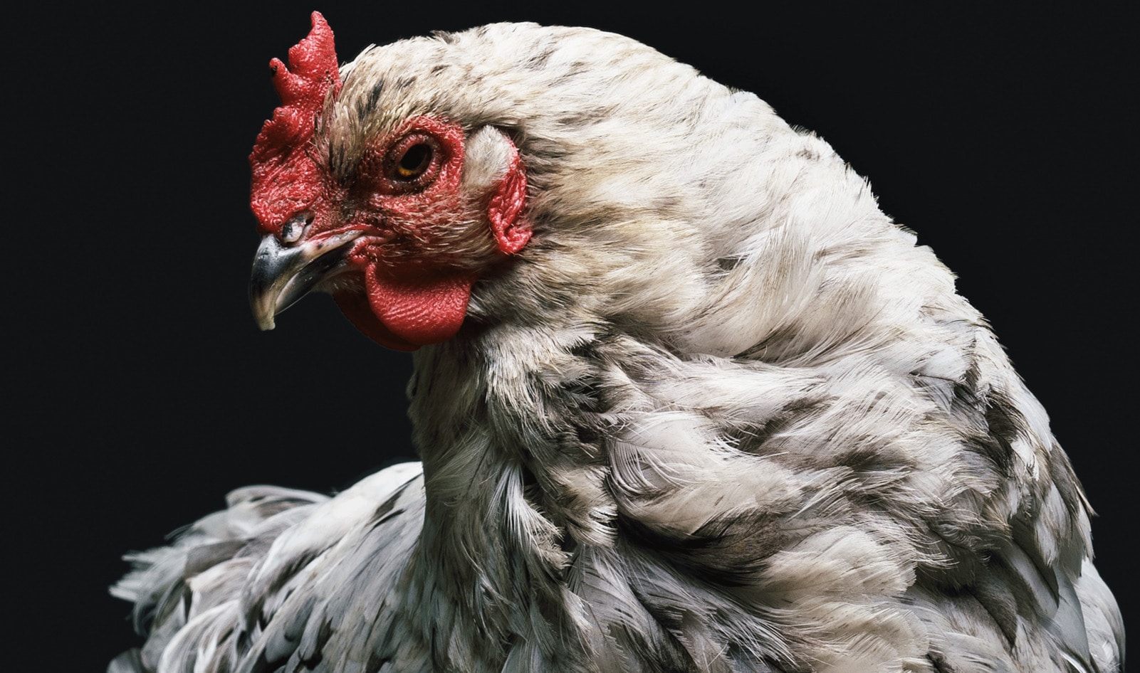 99.9 Percent of Chickens in US Are Factory Farmed&nbsp;