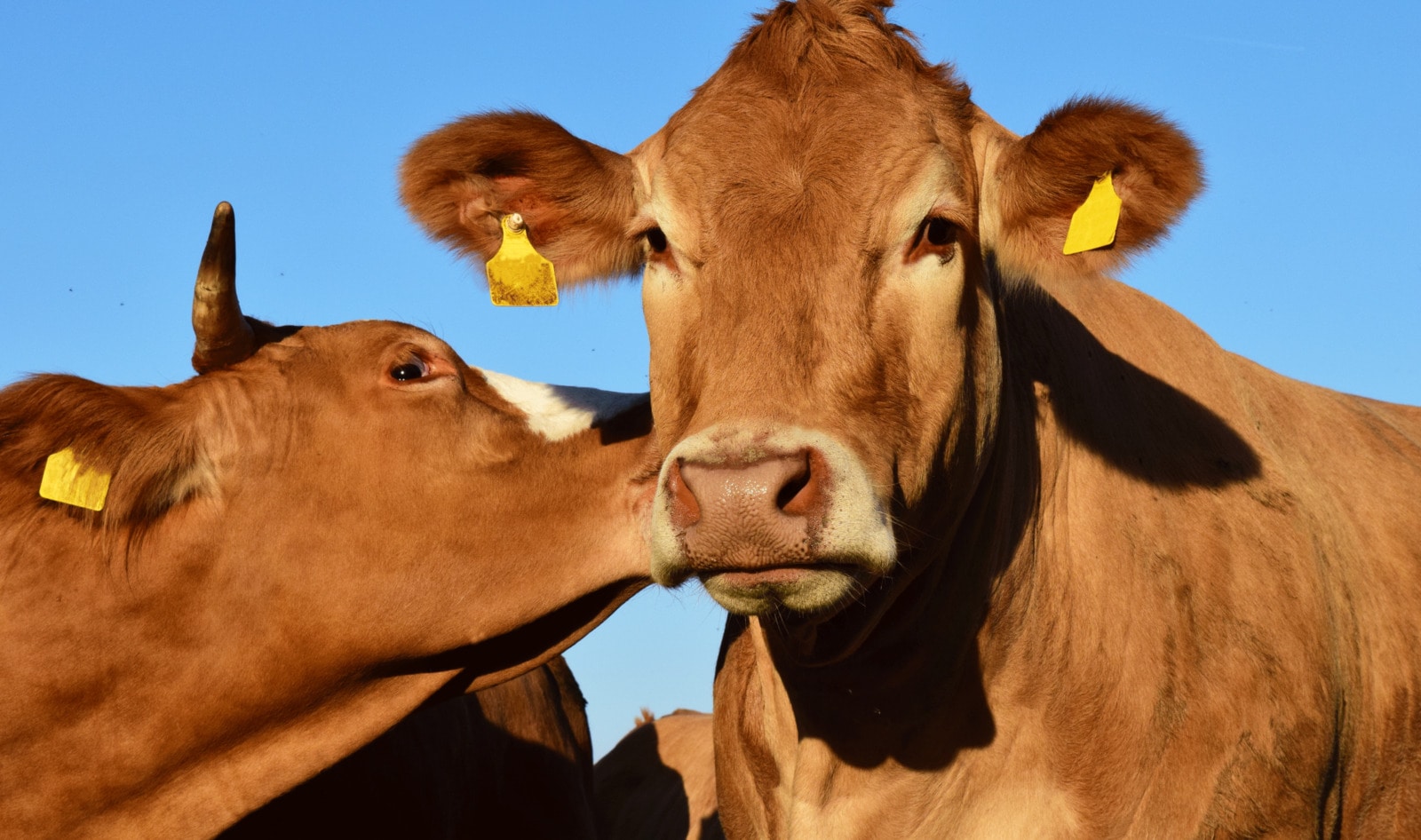 First Slaughter-Free Meat Research Center to Open in India